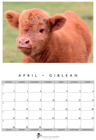 Michael MacGregor 2025 Highland Cattle Wall Calendar