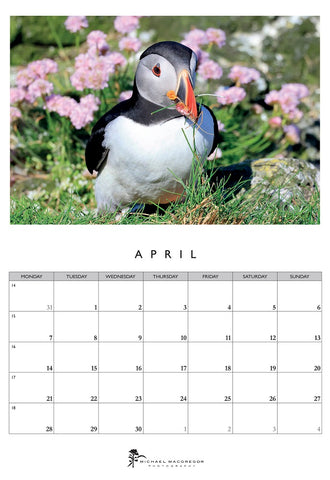 Michael MacGregor 2025 Puffins Calendar