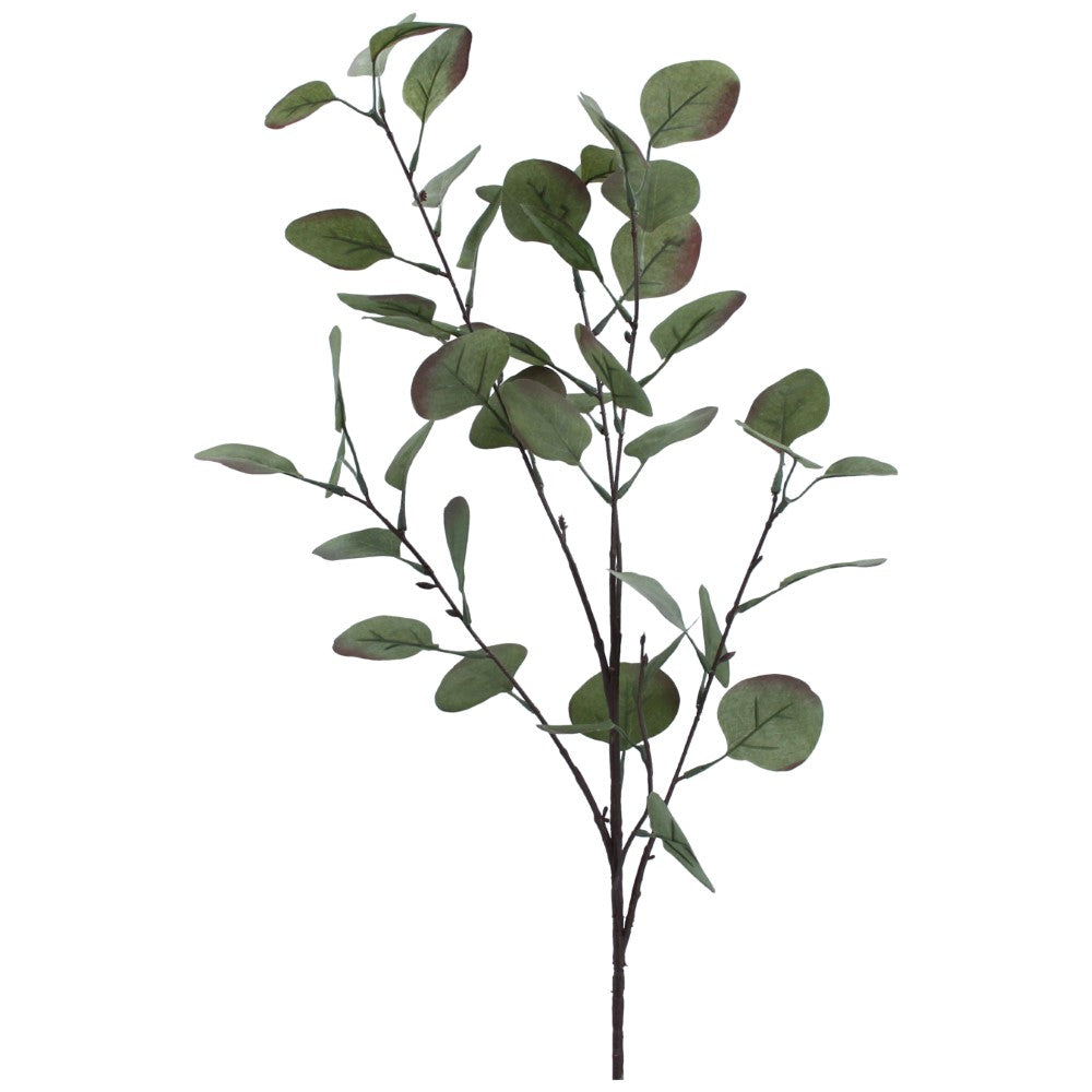 Eucalyptus branch